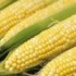 Törölték a GM-kukorica rákkeltő hatását sugalmazó cikket