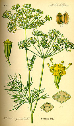kapor (Anethum graveolns L.