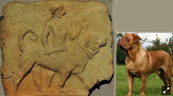 Ókori és egy mai bordeaux-i dog